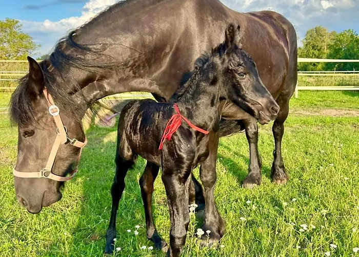 Palac W Rymaniu Rymań